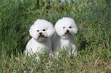 BICHON FRISE 037